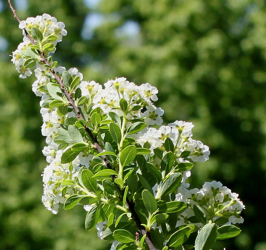 Image of Spiraea nipponica specimen.