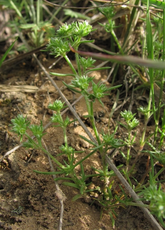 Изображение особи Scleranthus annuus.