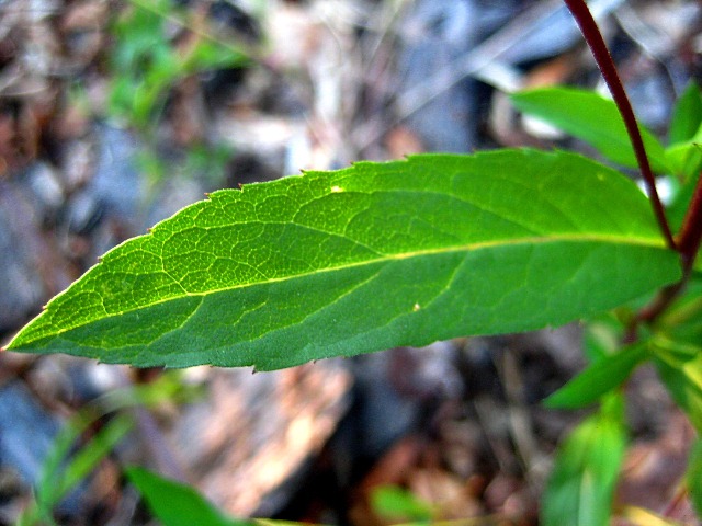 Image of Aster sibiricus specimen.