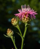 Centaurea jacea. Верхушки побегов с раскрывшимся и нераскрывшимся соцветиями. Украина, Донецкая обл., Славянский р-н, окр. с. Богородичное. 10.07.2012.