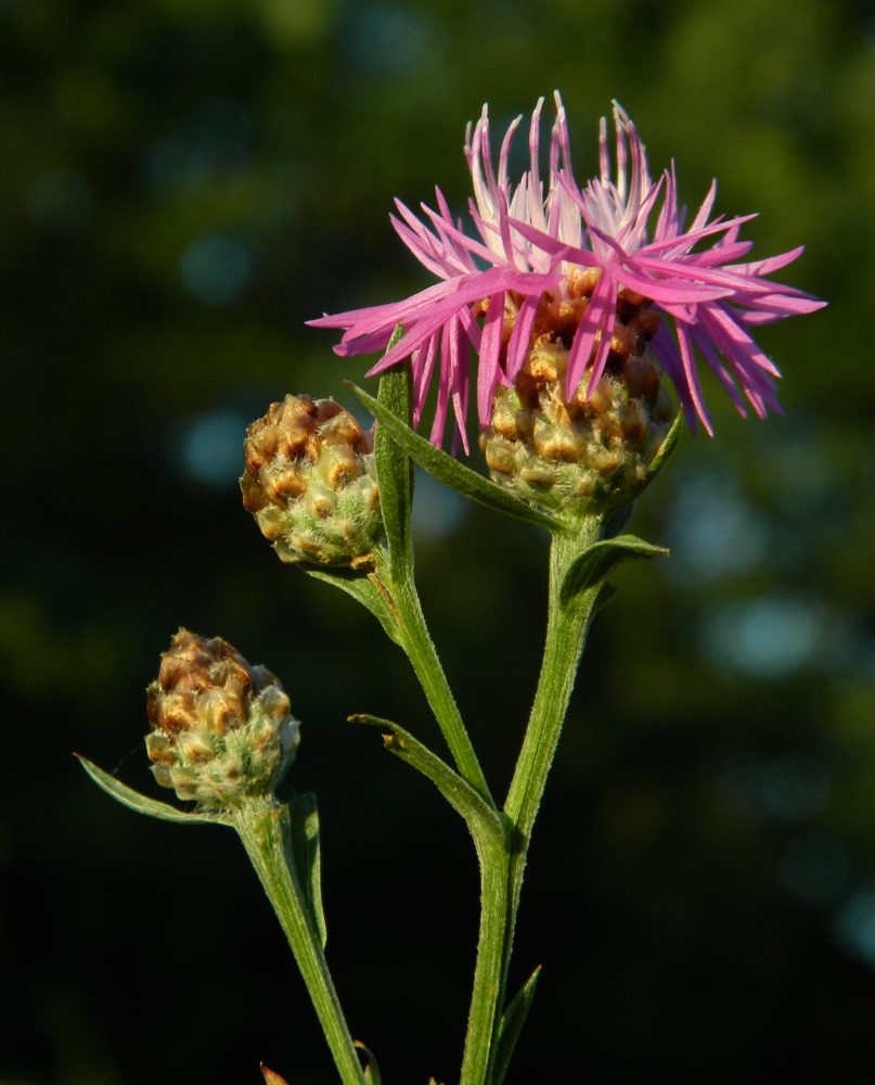 Изображение особи Centaurea jacea.