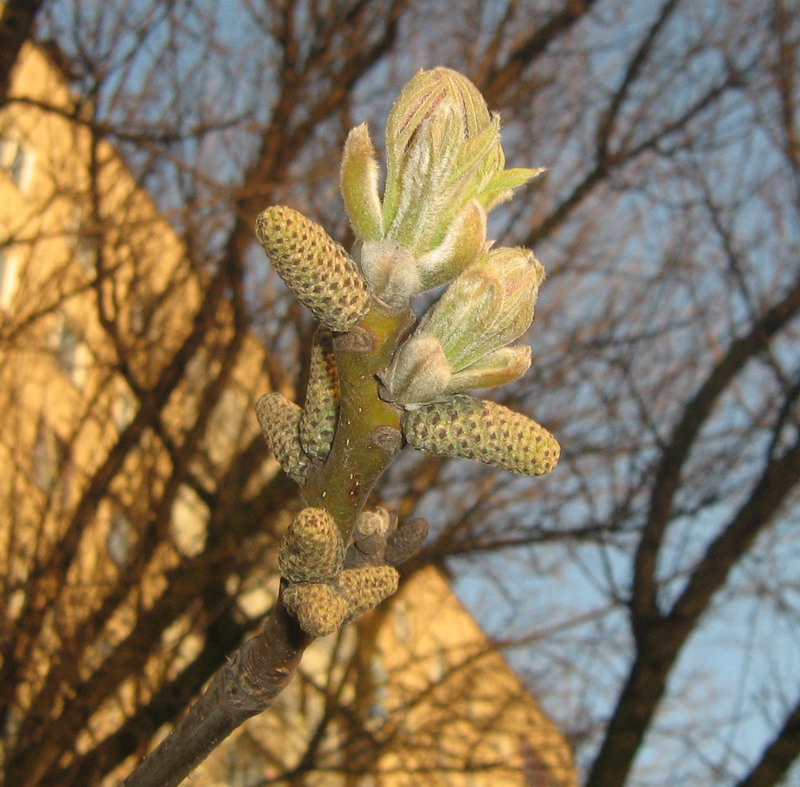 Изображение особи Juglans regia.