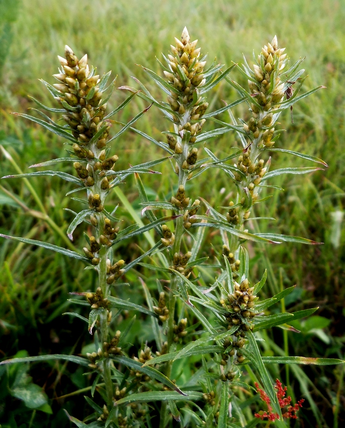 Image of Omalotheca sylvatica specimen.