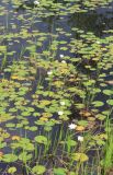 Nymphaea tetragona