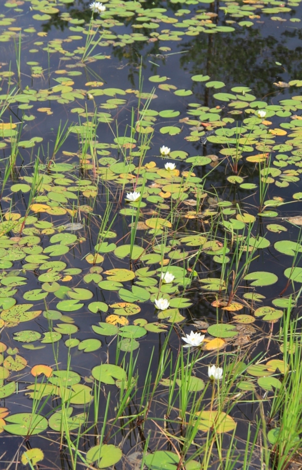 Изображение особи Nymphaea tetragona.