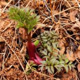 Archangelica officinalis. Первые весенние листья. Окр. г. Мурманска, папоротниковый березняк. Начало июня.