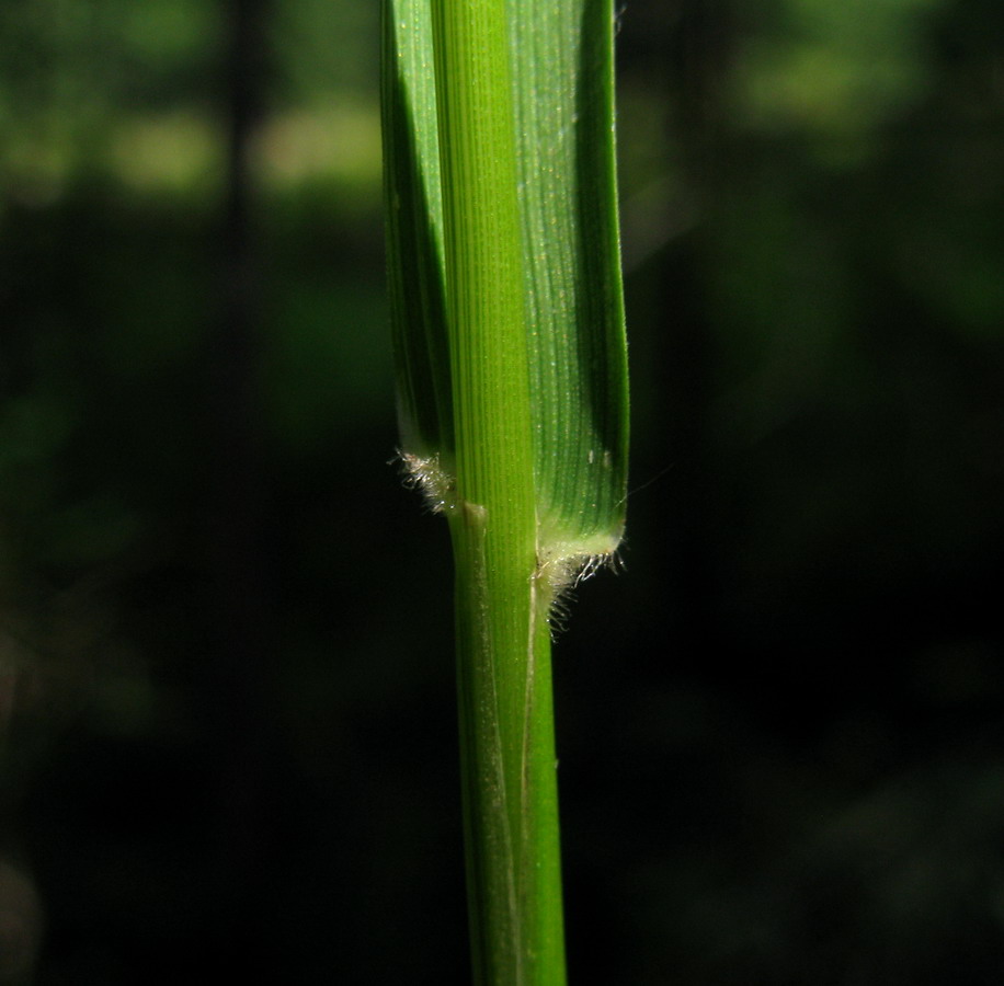 Изображение особи Calamagrostis pavlovii.