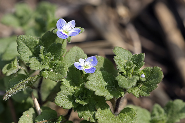 Image of Veronica persica specimen.