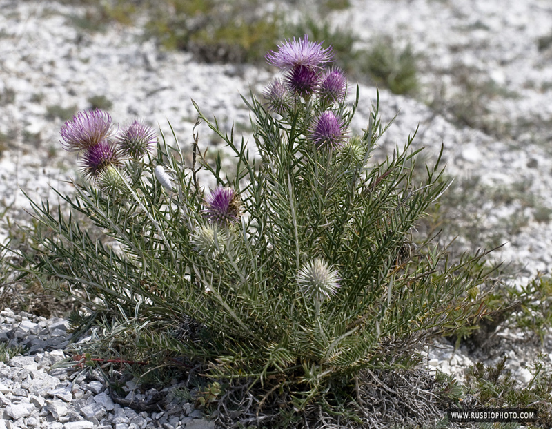 Image of Lamyra echinocephala specimen.