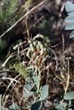 Glycyrrhiza aspera. Соплодие. Южный Казахстан, нижний Боролдай, 2 км выше пос. Коктюбе. 02.06.2012.