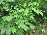Euonymus pauciflorus. Взрослое растение. Хабаровский край, окр. села Бычиха. 29.07.2012.