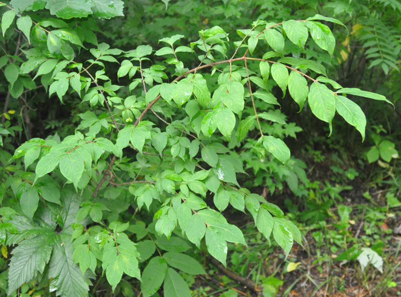 Image of Euonymus pauciflorus specimen.