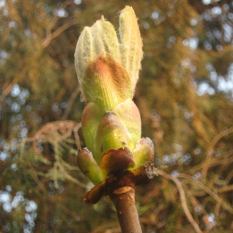 Image of Aesculus hippocastanum specimen.