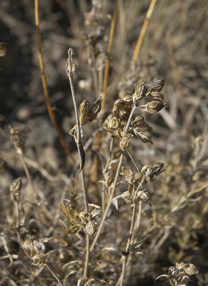 Image of Silene spergulifolia specimen.