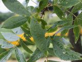 Carya ovata. Листья. Нидерланды, г. Venlo, \"Floriada 2012\". 11.09.2012.