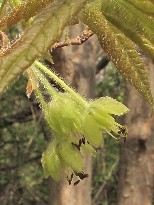 Изображение особи Acer griseum.