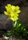 genus Draba