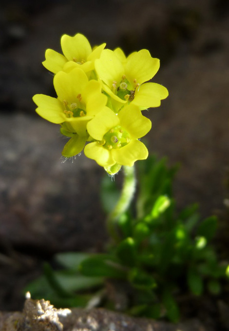 Изображение особи род Draba.