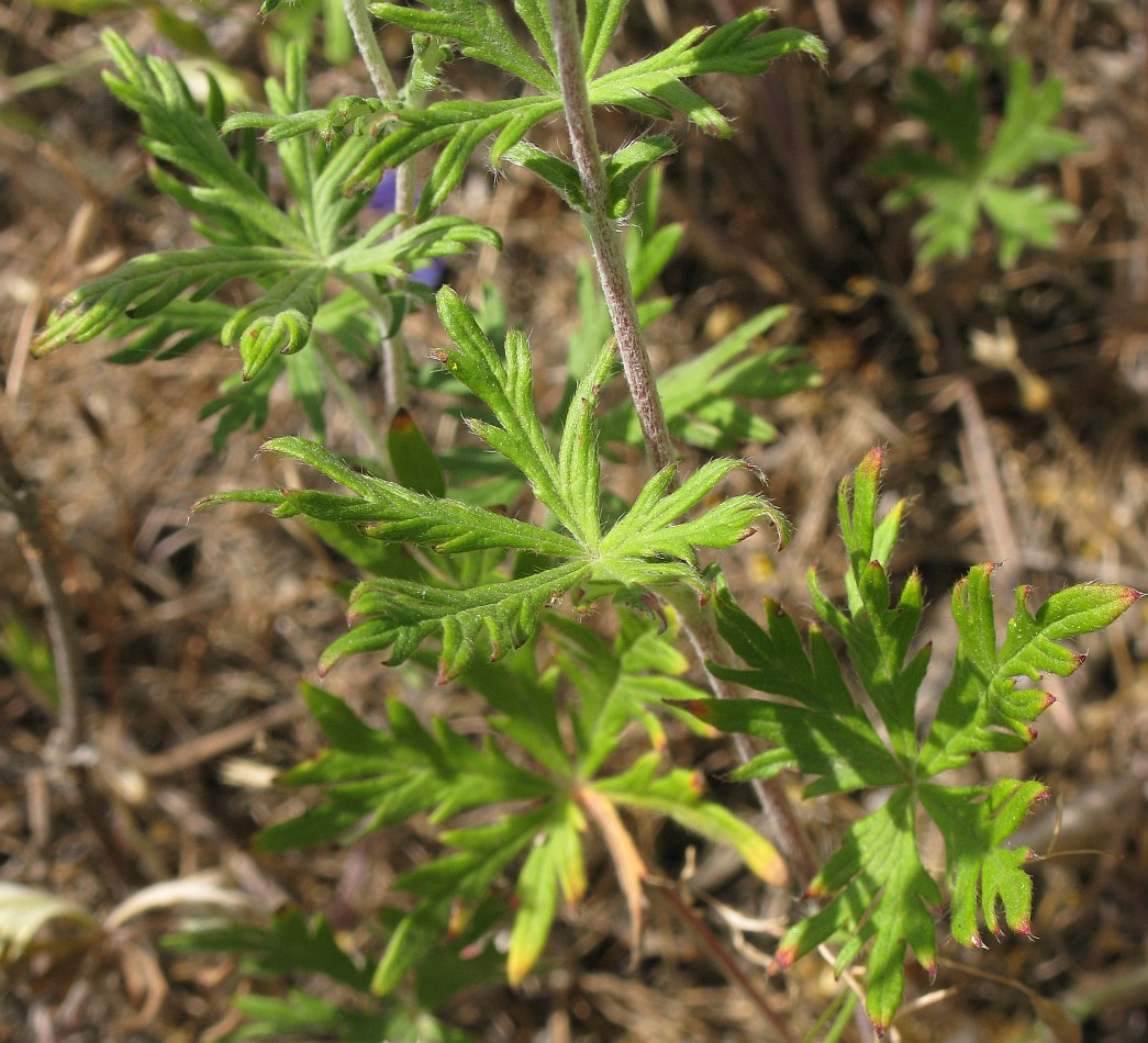 Изображение особи Potentilla argentea.