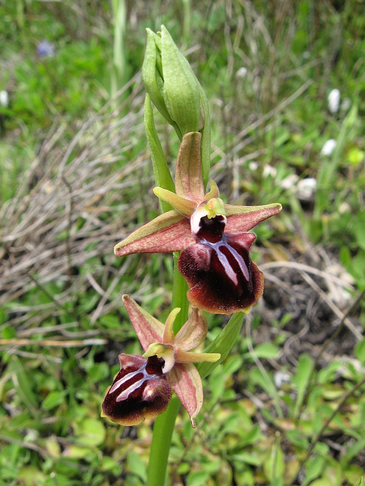 Image of Ophrys mammosa specimen.