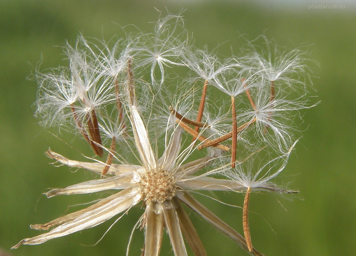 Image of Lagoseris sancta specimen.