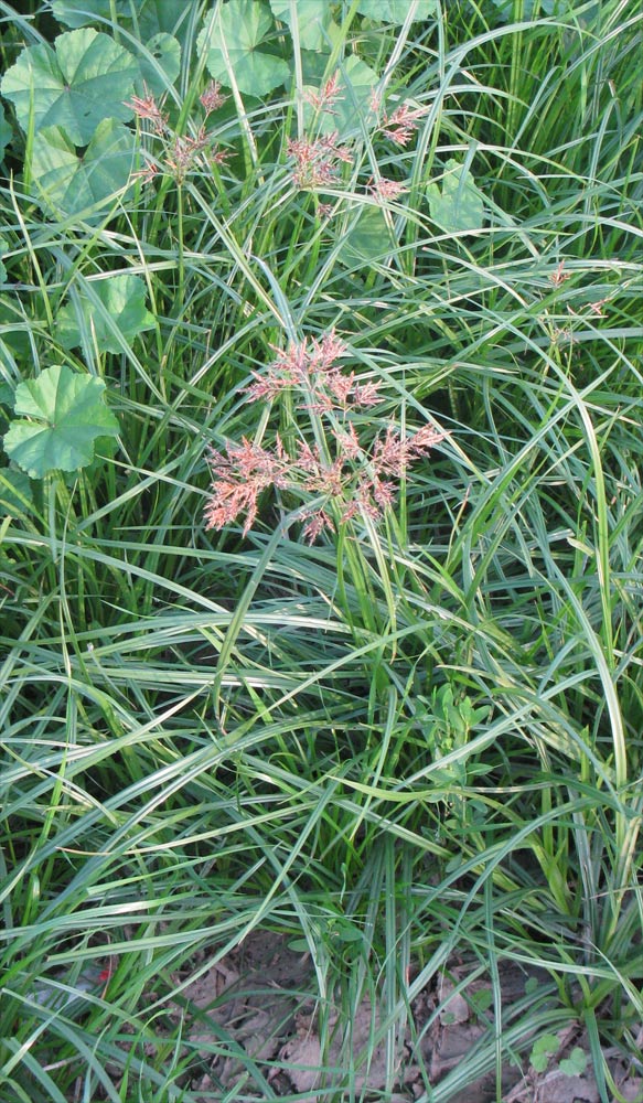 Image of Cyperus rotundus specimen.