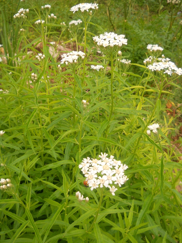 Image of Achillea biserrata specimen.