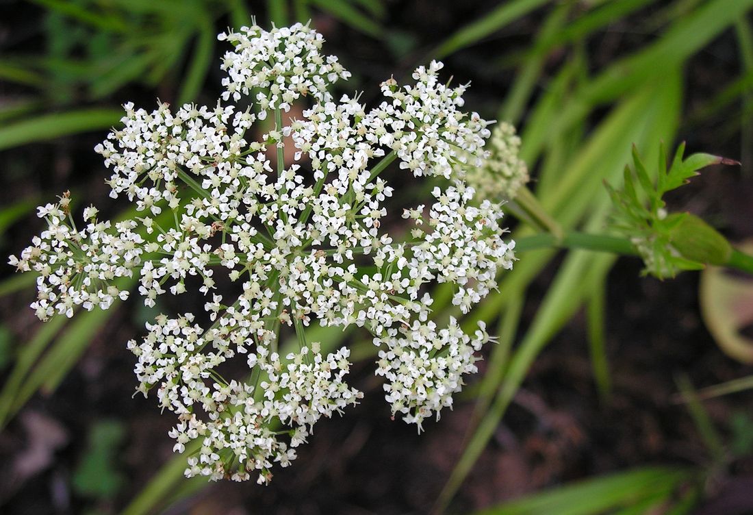 Image of Ostericum maximowiczii specimen.