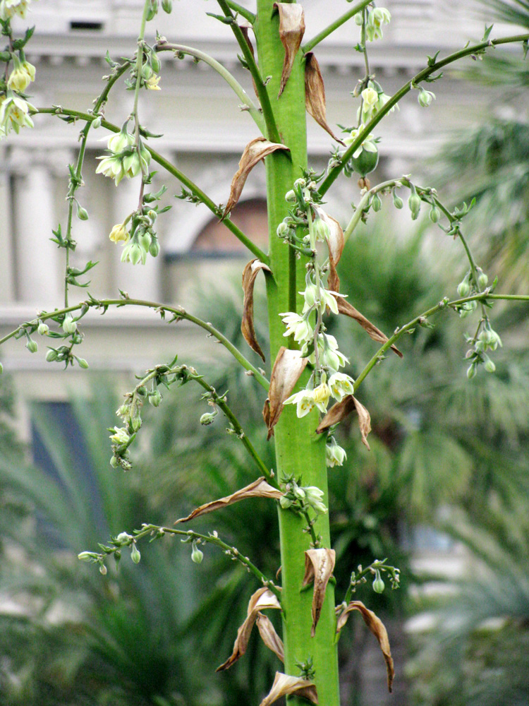 Image of Furcraea longaeva specimen.