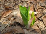 Arum elongatum. Разворачивающиеся молодые листья в буковом лесу. Крым, Бахчисарайский р-н, Большой каньон, урочище Чаин-Су. 15.03.2011.