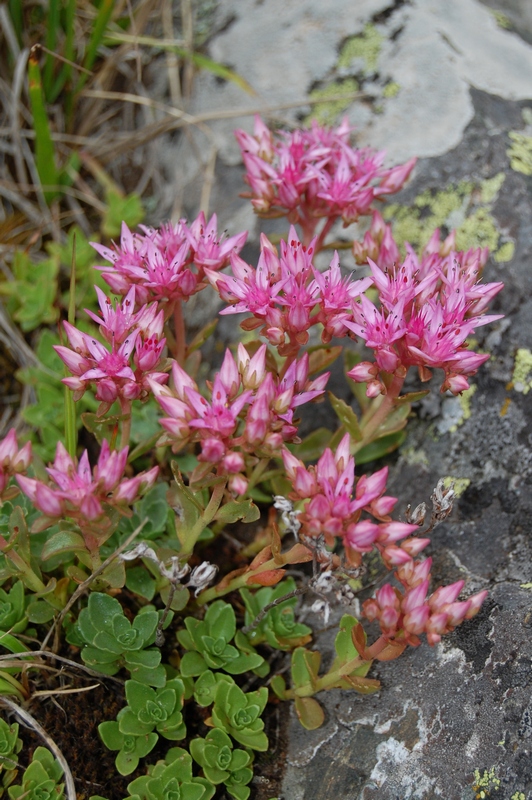 Изображение особи Sedum spurium.