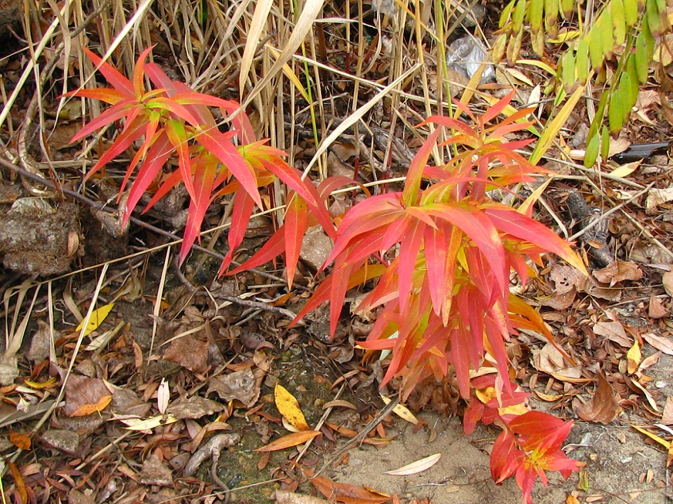 Image of Lythrum intermedium specimen.