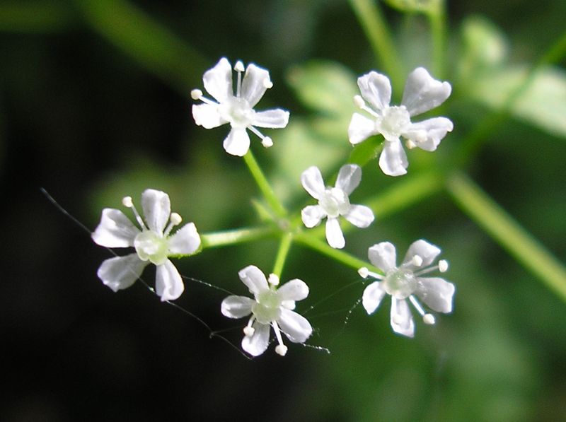 Изображение особи Anthriscus cerefolium.