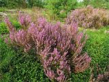 Calluna vulgaris. Цветущие растения. Ленинградская обл., Лужский р-н, окр. дер. Сяберо. 22.08.2009.