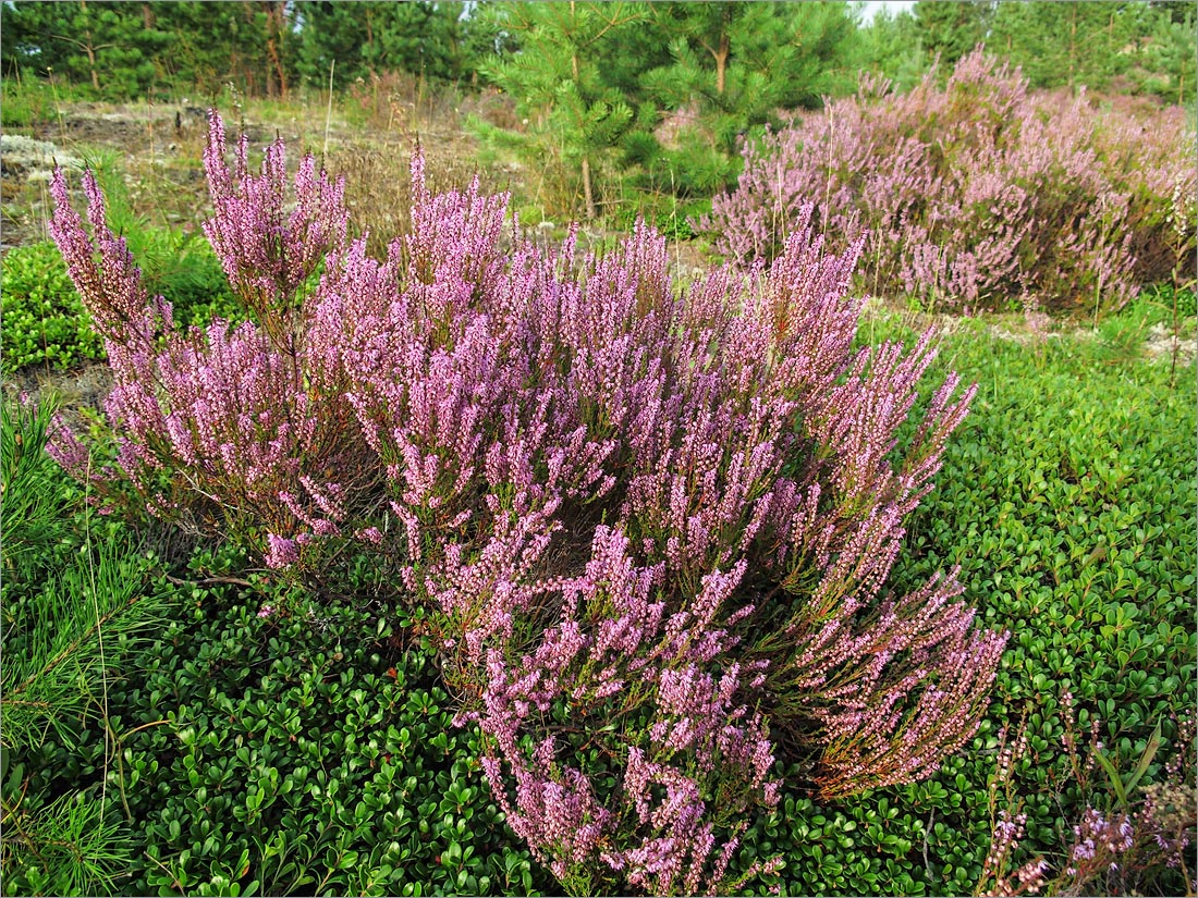 Image of Calluna vulgaris specimen.