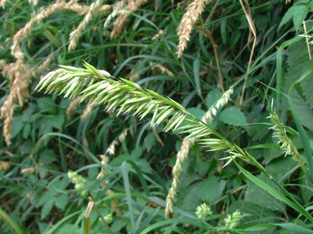 Image of Melica altissima specimen.