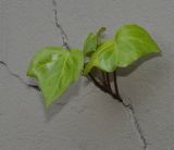 Hedera helix