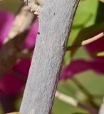 genus Bougainvillea