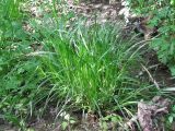 Carex spicata