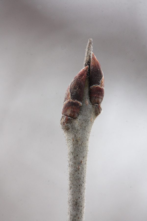 Image of genus Ligustrum specimen.