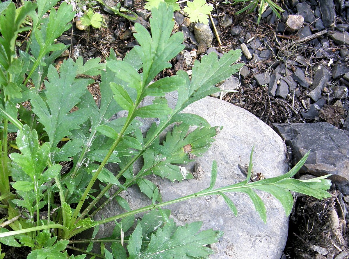 Изображение особи Patrinia rupestris.