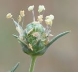 Plantago arenaria