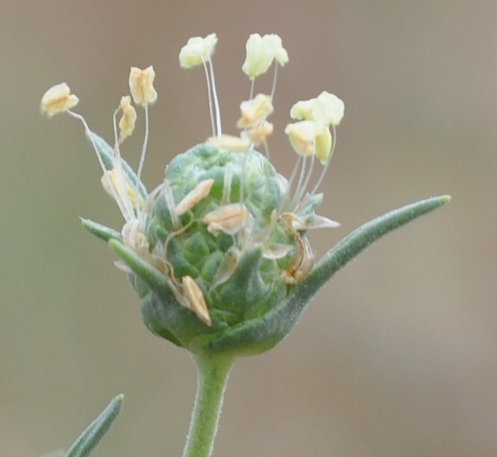 Изображение особи Plantago arenaria.