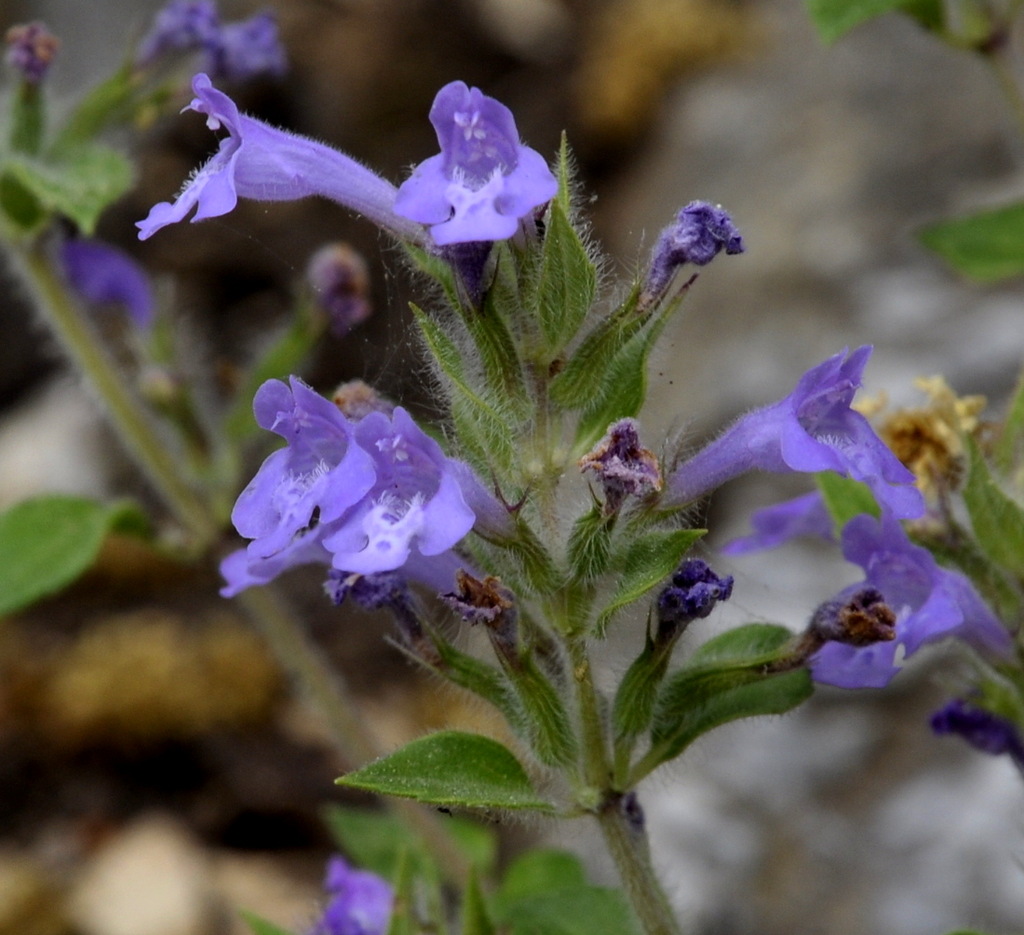 Изображение особи Ziziphora majoranifolia.