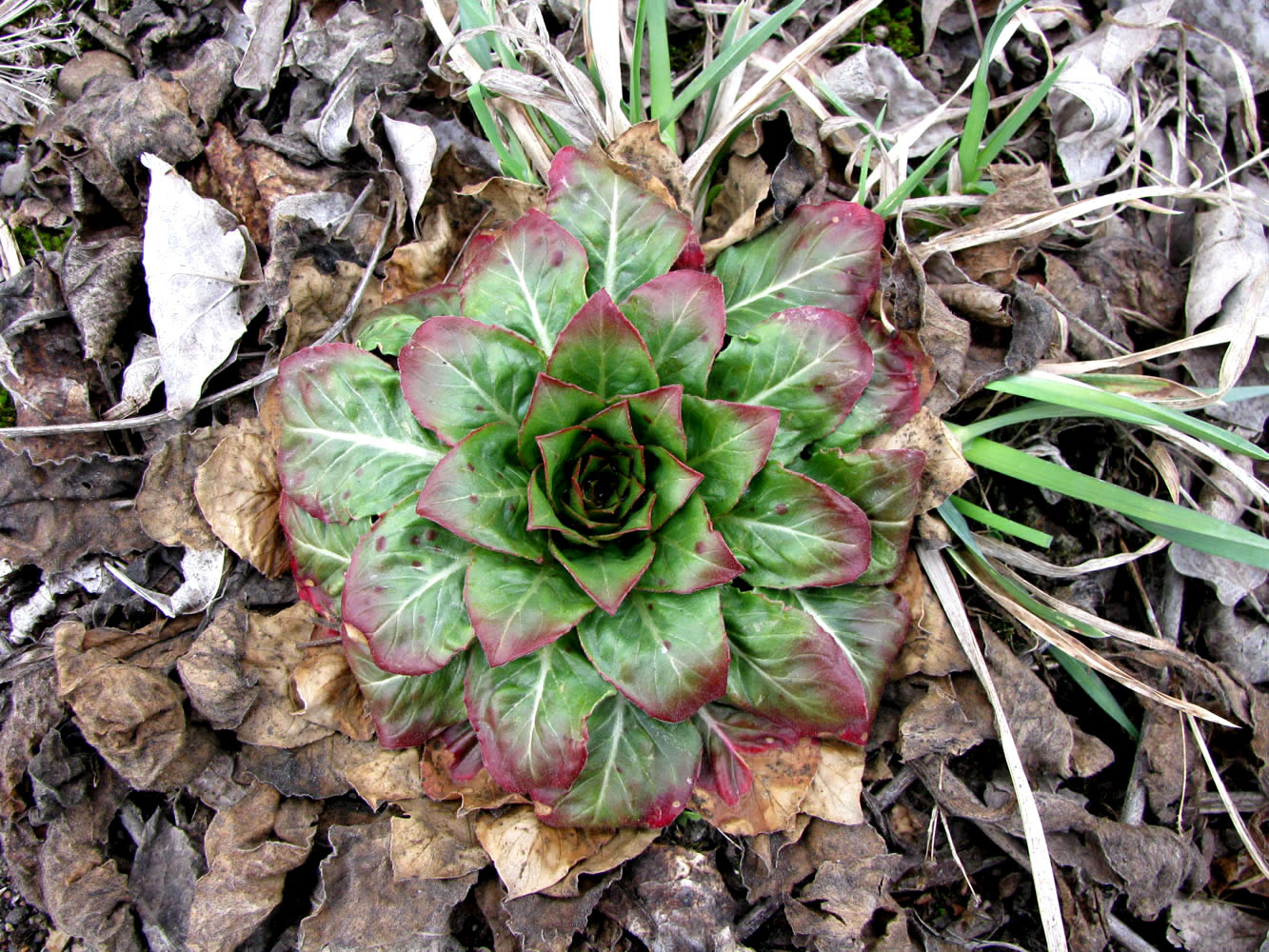 Image of Oenothera rubricaulis specimen.