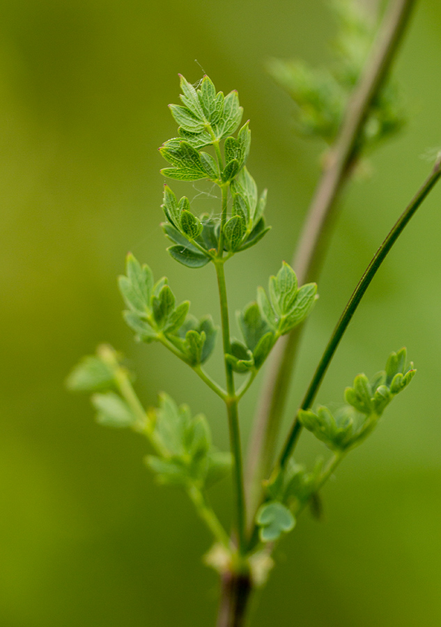 Image of Thalictrum minus specimen.