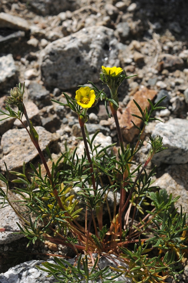 Изображение особи Potentilla multifida.