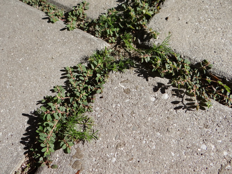 Image of Euphorbia maculata specimen.