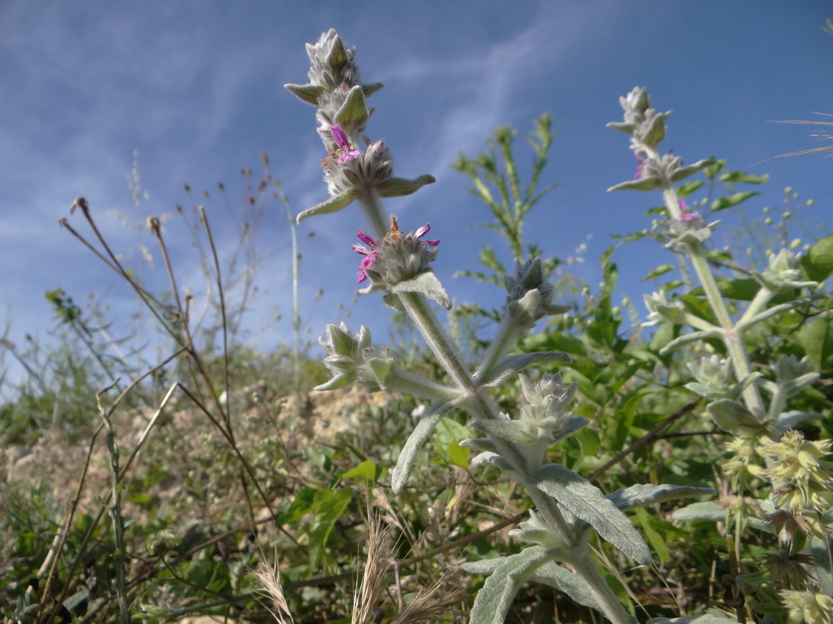 Image of Stachys cretica specimen.