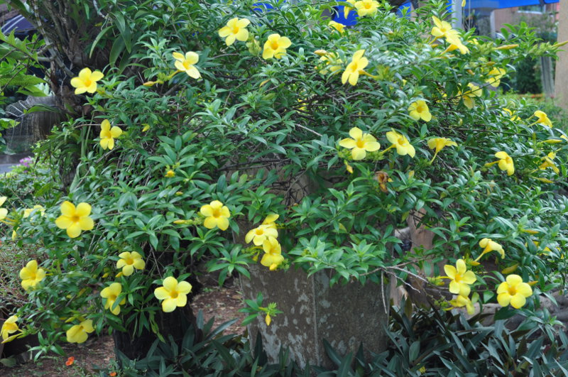Изображение особи Allamanda hendersonii.
